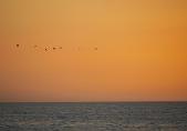 Photo of birds silhouetted against an orange sky